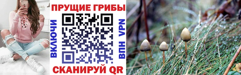 сколько стоит  Краснослободск  Галлюциногенные грибы Cubensis 
